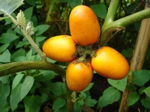 How to Grow Cocona Fruits - Plant Instructions