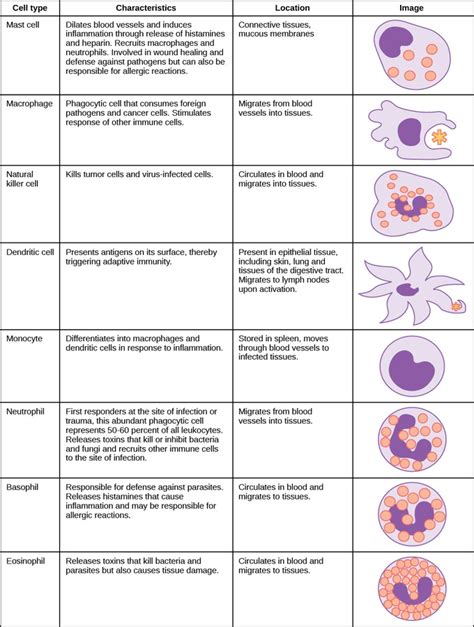 Innate Immune System Cells - Immune System - MCAT Content