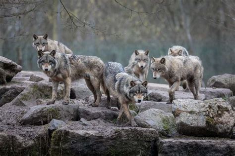 The Radioactive Animals Of Chernobyl: Wolves, Birds, And More