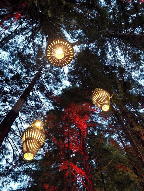 View from the top – Redwoods Treewalk, New Zealand – MMRMr and Mrs Romance