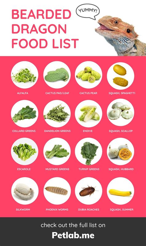 Printable Bearded Dragon Food Chart