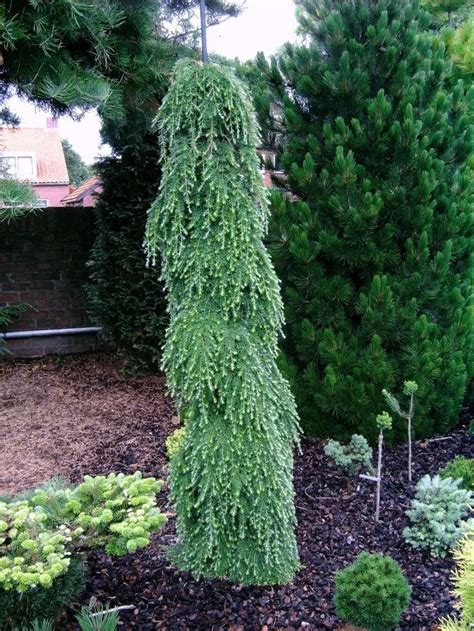 277 best Dwarf Conifers images on Pinterest | Landscaping ideas, Yard ideas and Backyard ideas