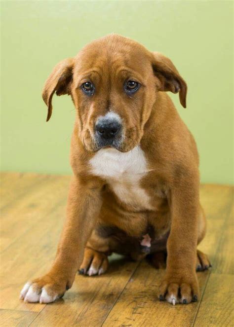 My sweet boxer/ lab mix puppy at 8 weeks old | Lab mix puppies, Boxer ...