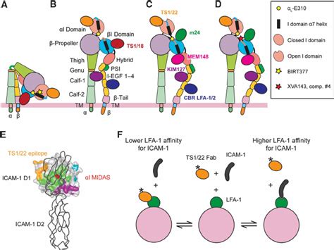 Integrin activation states and competition binding assay schematic. ( A... | Download Scientific ...