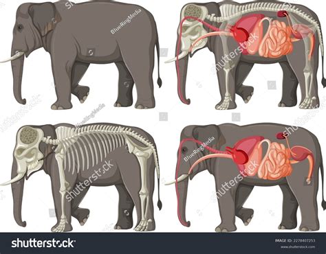 Internal Organs Anatomy Elephant Illustration Stock Vector (Royalty Free) 2278407253 | Shutterstock