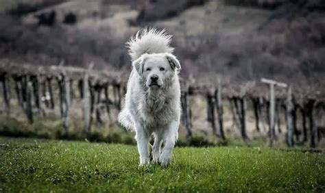 Maremma Sheepdog | Dog Breed Info, Guide & Care