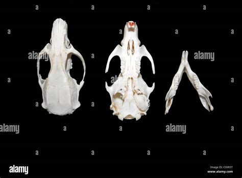 Rattus norvegicus anatomy immagini e fotografie stock ad alta risoluzione - Alamy