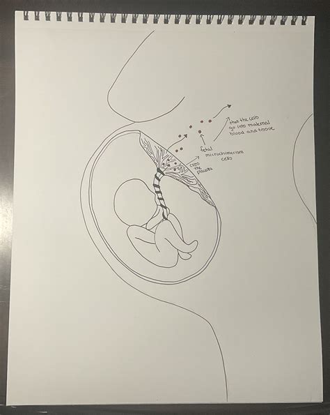 Feto-maternal microchimerism – Human STEAM