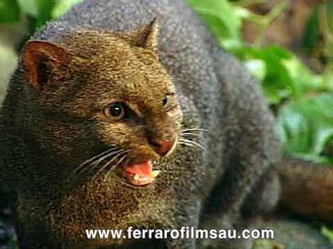 Jaguarundi, a little known cat - YouTube