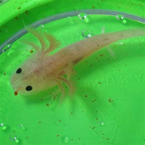 Axolotl Leucistic