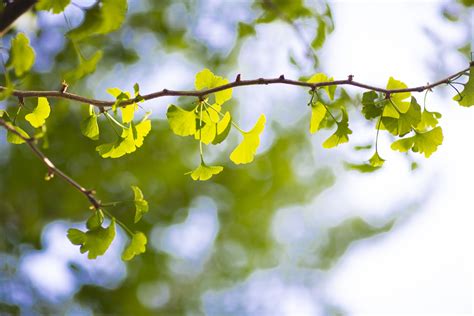 Secrets of the Ginkgo Seeds