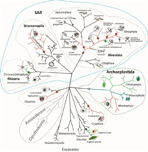 Diversity of eukaryotic phototrophs. Endosymbiotic events are shown in... | Download Scientific ...