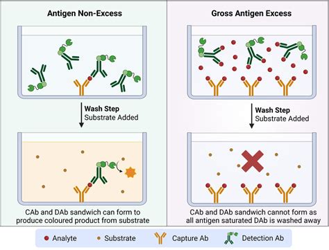 Mechanism of antigen excess interference—also called the hook/prozone... | Download Scientific ...