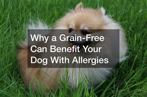 Why a Grain-Free Can Benefit Your Dog With Allergies - Infomax Global
