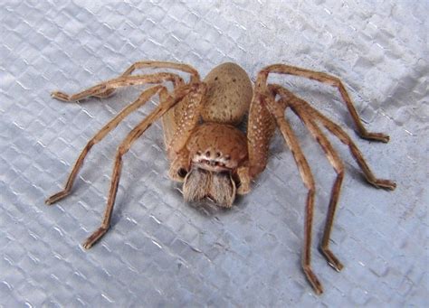 Brown Huntsman Spider, AU | Australian spider, Huntsman spider, Spider