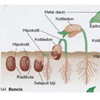 Secondary Growth in Woody Plants (Source: Campbell et al., 2000:364) | Download Scientific Diagram