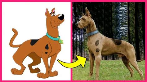 What Kinda Dog Is Scooby-Doo - Doggie Blog