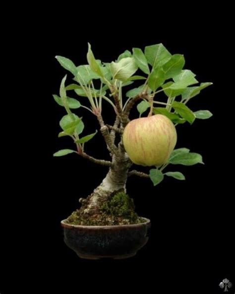 Bonsai fruit trees | Innovation Essence