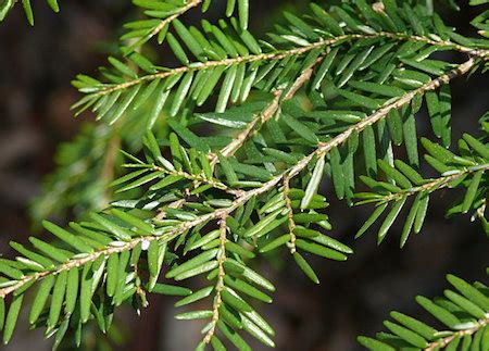 Hemlock - TreeInspection.com