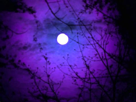 Violet Moon Photograph by Ellen Stockdale Wolfe