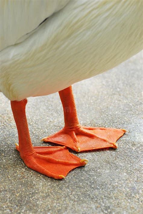 Webbed Feet stock photo. Image of orange, water, duck - 24517614