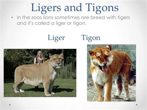 Tigons and ligers