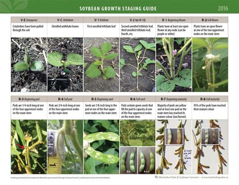 Soybean Growth Staging Guide 2016 – Manitoba Pulse & Soybean Growers