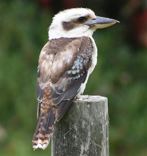 Why the Kookaburra Laughs - Gadi Mirrabooka Aboriginal story