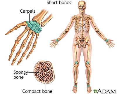 Short bones Information | Mount Sinai - New York