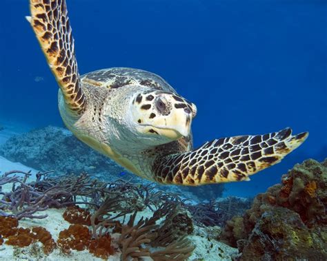 Turtle-Swimming in Riviera Maya | The wild life will be wait… | Flickr