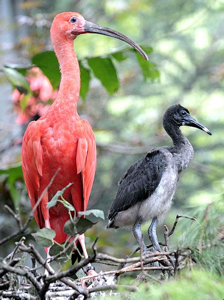 A father scarlet ibis, left, takes care of his chick, right... - The ...