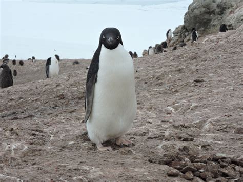 A warming Antarctica will create new animal habitats. That could lead to some epic competition ...