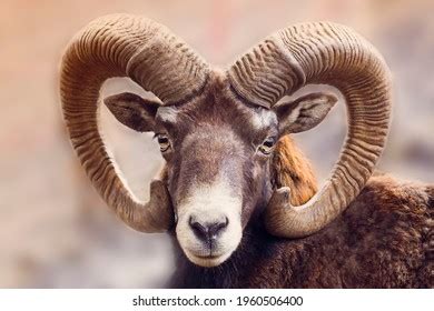 Portrait Ram Animal Horns Stock Photo 1960506400 | Shutterstock