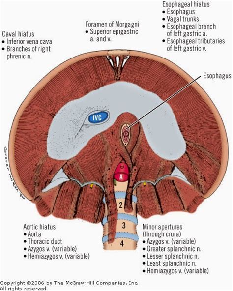 BONE AND MUSCLE ANATOMY ---MNEMONICS: Structures that pass through the ...