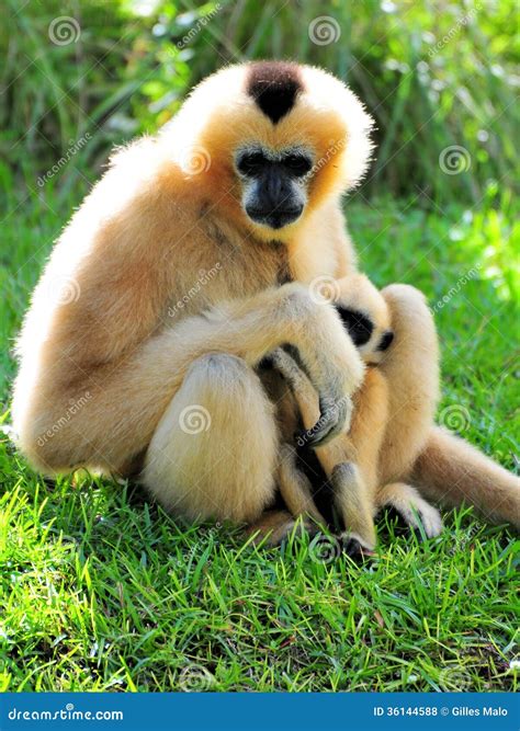 Gibbon Monkey & Baby (Nomascus) Sitting Stock Photo - Image of female ...