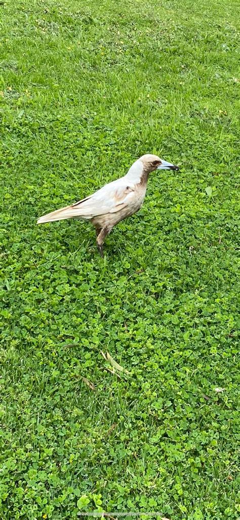 An albino magpie : r/australia