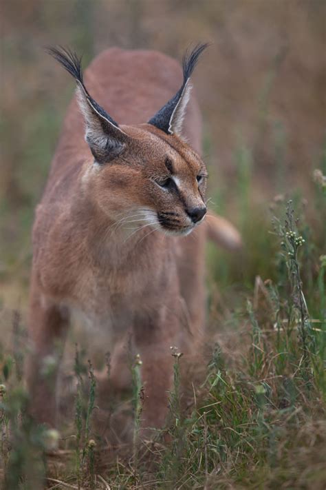 Caracal Facts - Animal Facts Encyclopedia