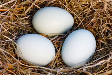 white chicken eggs | Tom Gibson Photography