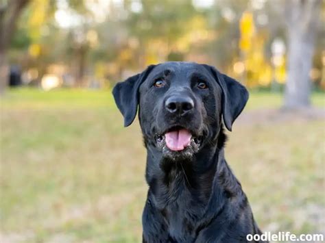 6 Labrador Colors: A Complete Overview (With Pictures And Rare Colors) - Oodle Life