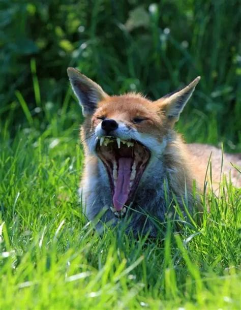 8 Yawning Foxes That Have Better Things To Do - All Things Foxes