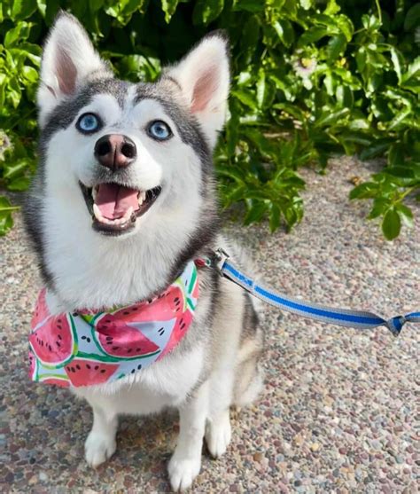 46 Best Husky Mix Breeds (Husky Cross Breeds + Photos!)