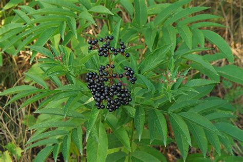 Sambucus ebulus