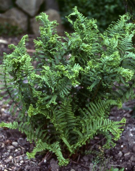 Dryopteris affinis ‘Cristata’ – Penlan Perennials Nursery