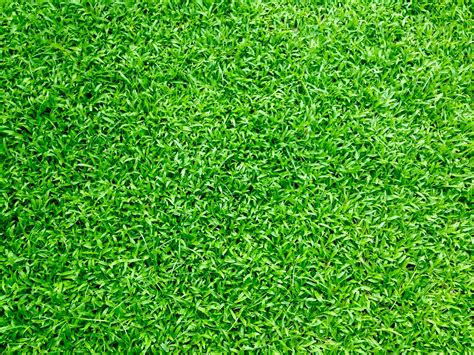 17 reasons to avoid fake lawns – how bad is artificial grass for the ...