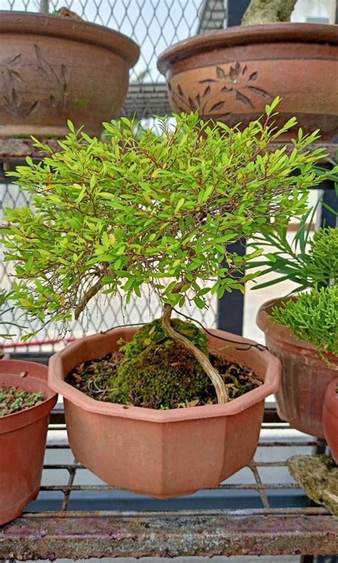 Mousetail bonsai, Phyllanthus myrtifolius, Furniture & Home Living, Gardening, Plants & Seeds on ...