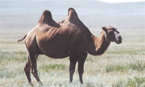 Wild Bactrian camel - Alchetron, The Free Social Encyclopedia