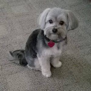 List of Popular Havanese Mixes With Pictures