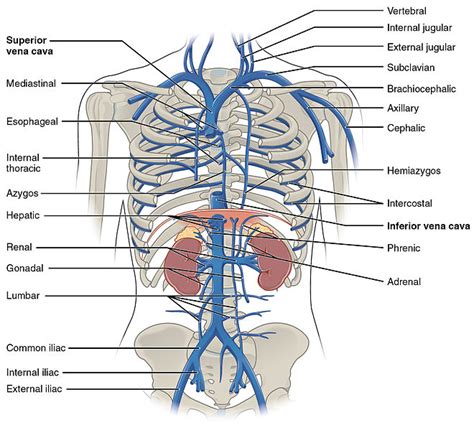 Difference Between Superior and Inferior Vena Cava - Pediaa.Com