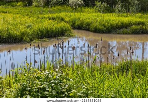 120,810 Wetland Plants Images, Stock Photos & Vectors | Shutterstock