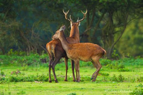 Old Man of Minsmere aka John Richardson: Case of Hind Red Deer shows ...